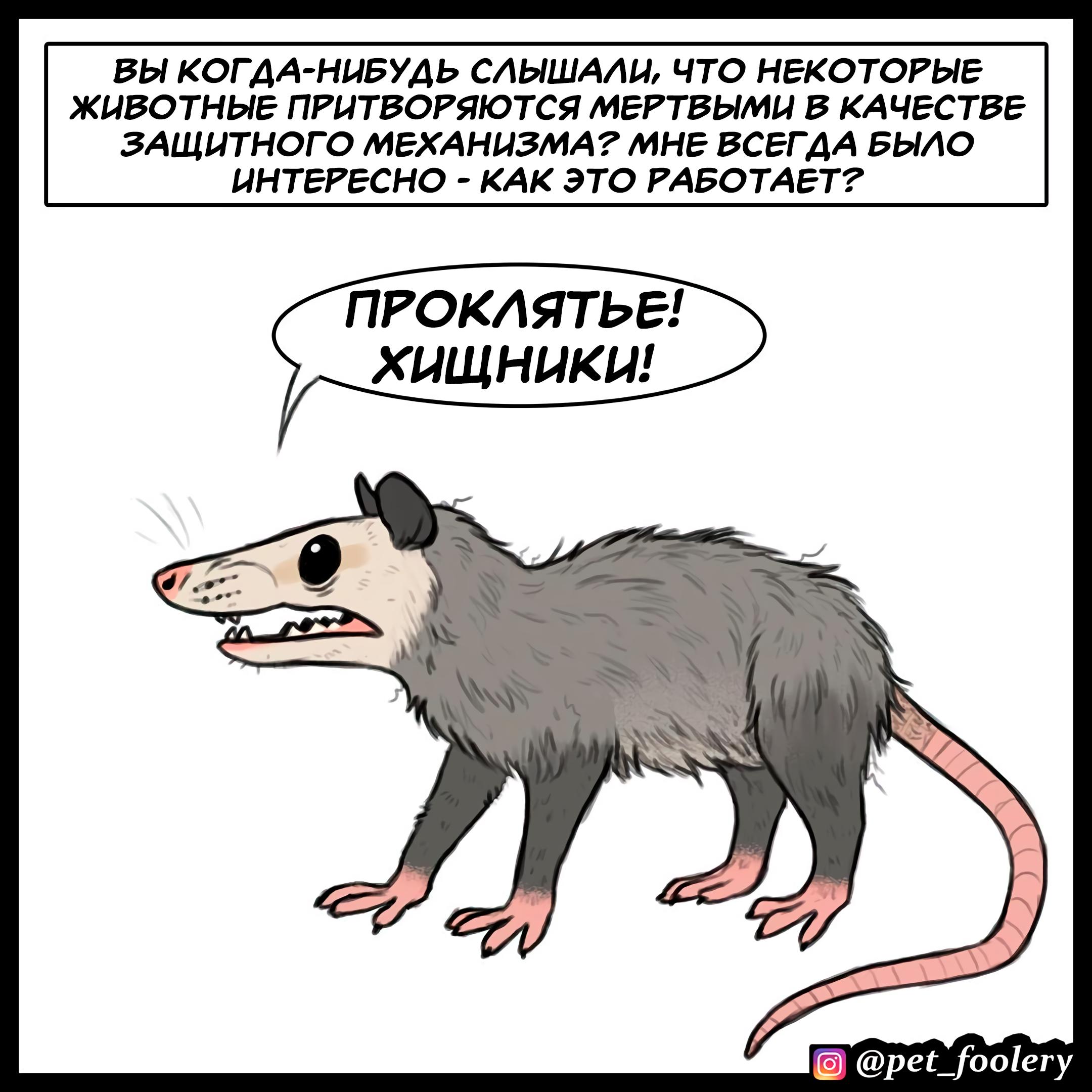 Пикси и брут.